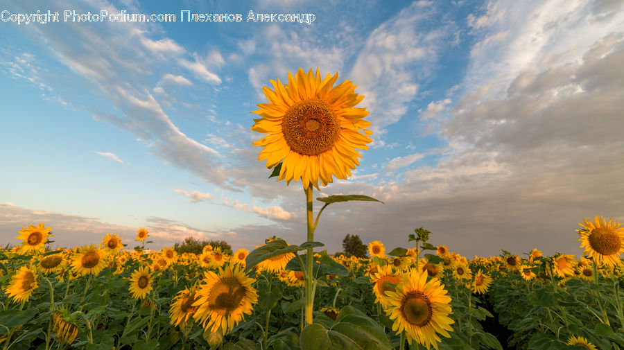 Blossom, Flora, Flower, Plant, Sunflower, Field, Asteraceae