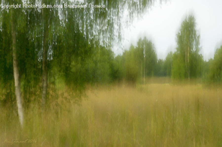 Field, Grass, Grassland, Plant, Tree, Willow, Landscape