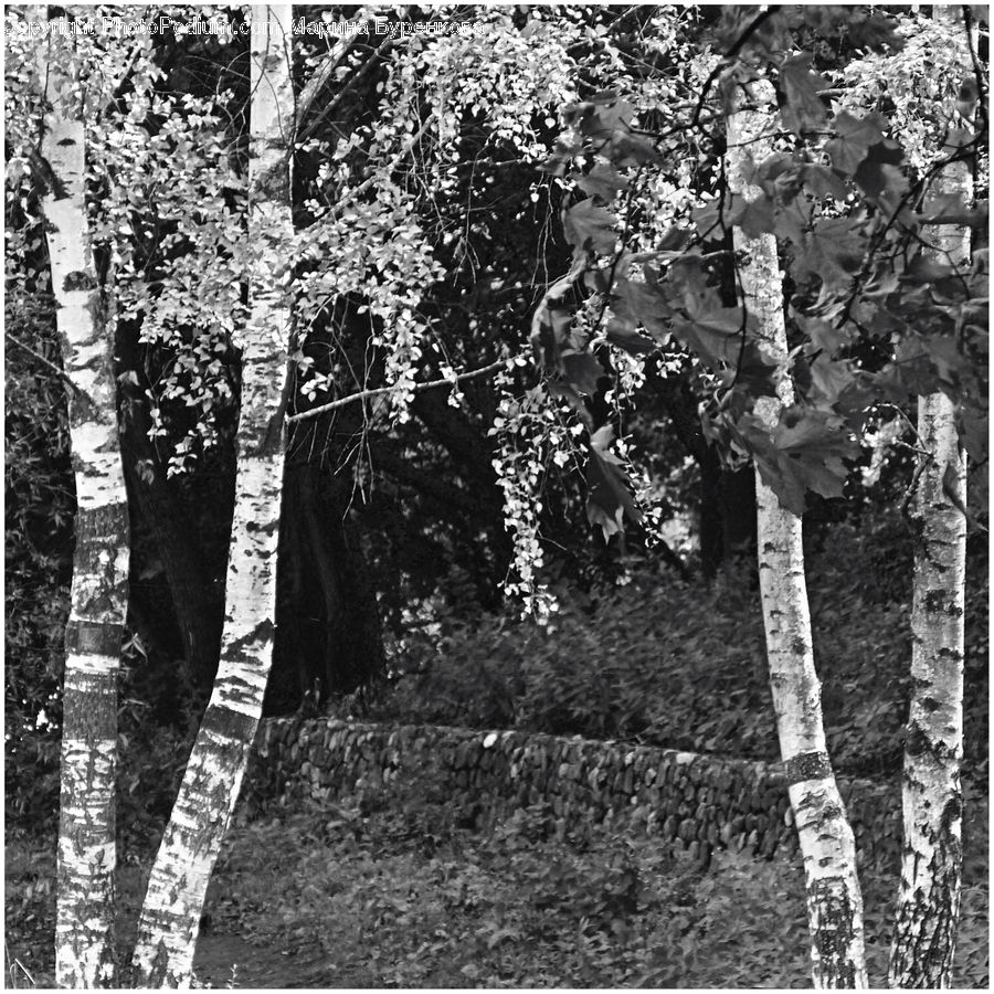 Birch, Tree, Wood, Outdoors, Ripple, Water, Plant