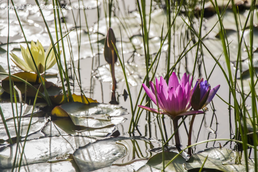 Flower, Lily, Plant, Pond Lily, Blossom, Crocus, Flora
