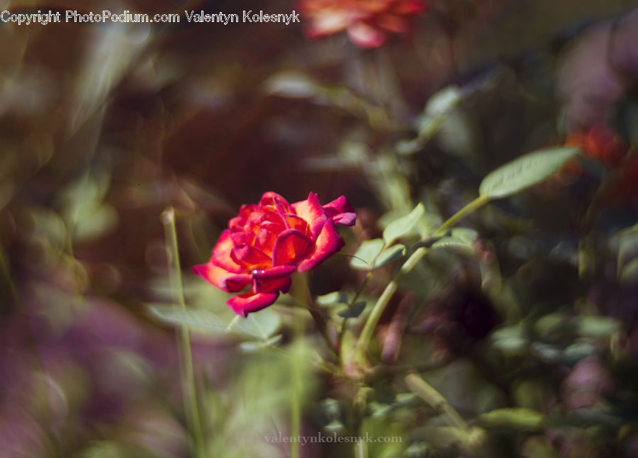Blossom, Flora, Flower, Geranium, Plant, Conifer, Fir