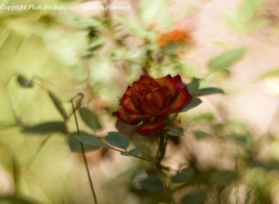 Blossom, Flora, Flower, Geranium, Plant, Bud, Flower Arrangement