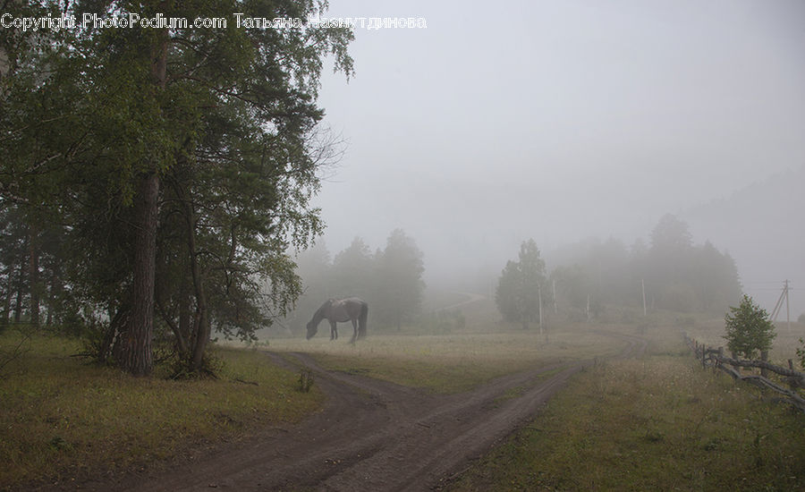 Dirt Road, Gravel, Road, Fog, Mist, Outdoors, Wilderness