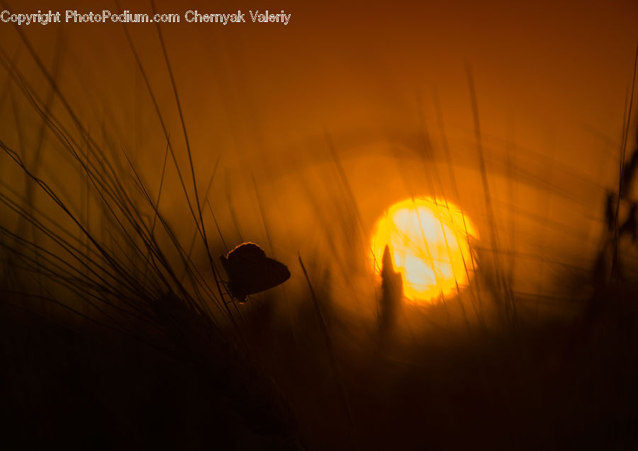 Flare, Light, Sunlight, Dusk, Outdoors, Sky, Sunrise
