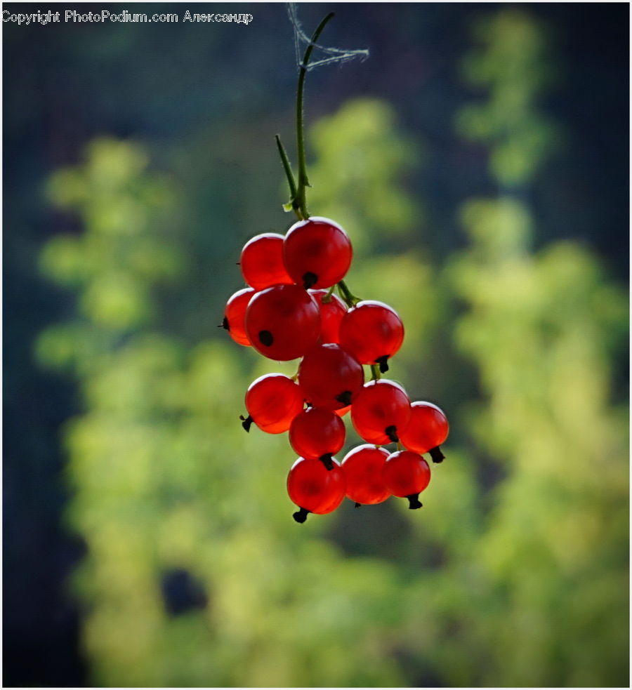 Fruit, Grapes, Cherry, Blossom, Flora, Flower, Plant