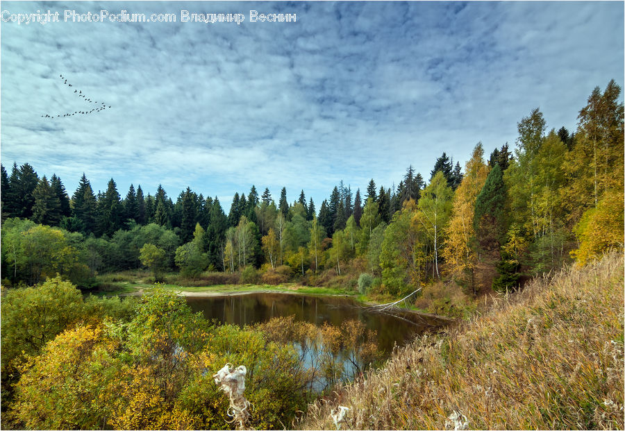 Conifer, Fir, Plant, Tree, Forest, Vegetation, Pine