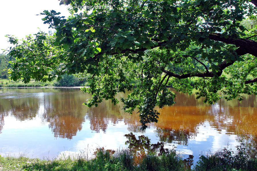 Outdoors, Pond, Water, Forest, Jungle, Rainforest, Vegetation