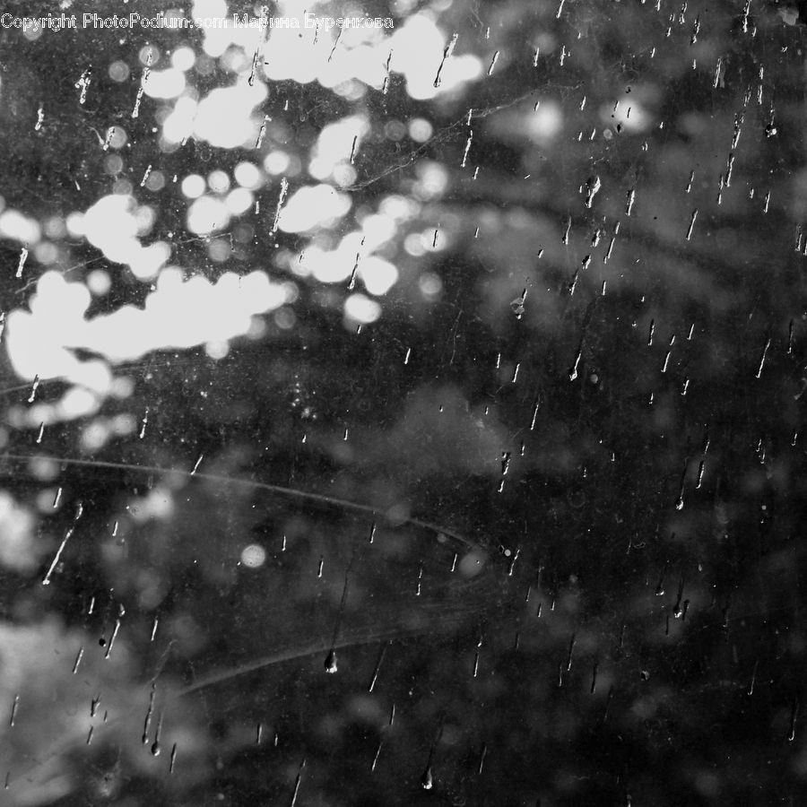 Water, Plant, Tree