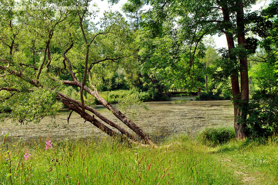Forest, Vegetation, Blossom, Flora, Flower, Plant, Bush