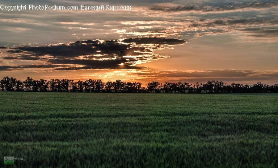Field, Grass, Grassland, Land, Outdoors, Dawn, Dusk