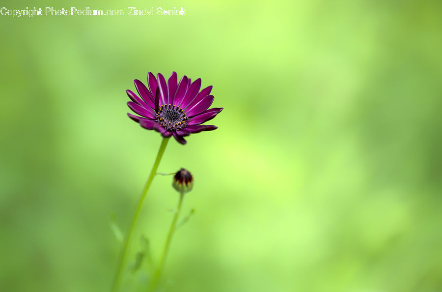 Cosmos, Blossom, Flora, Flower, Plant, Pollen, Geranium