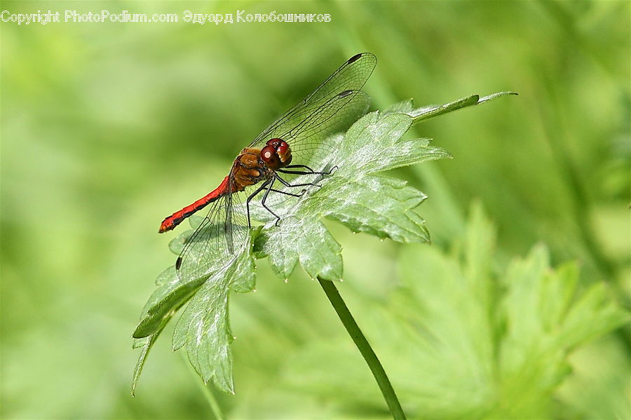 Anisoptera, Dragonfly, Insect, Invertebrate, Asilidae, Leaf, Plant