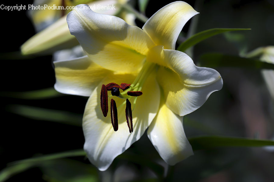 Flora, Flower, Gladiolus, Plant, Blossom, Daffodil, Aquilegia