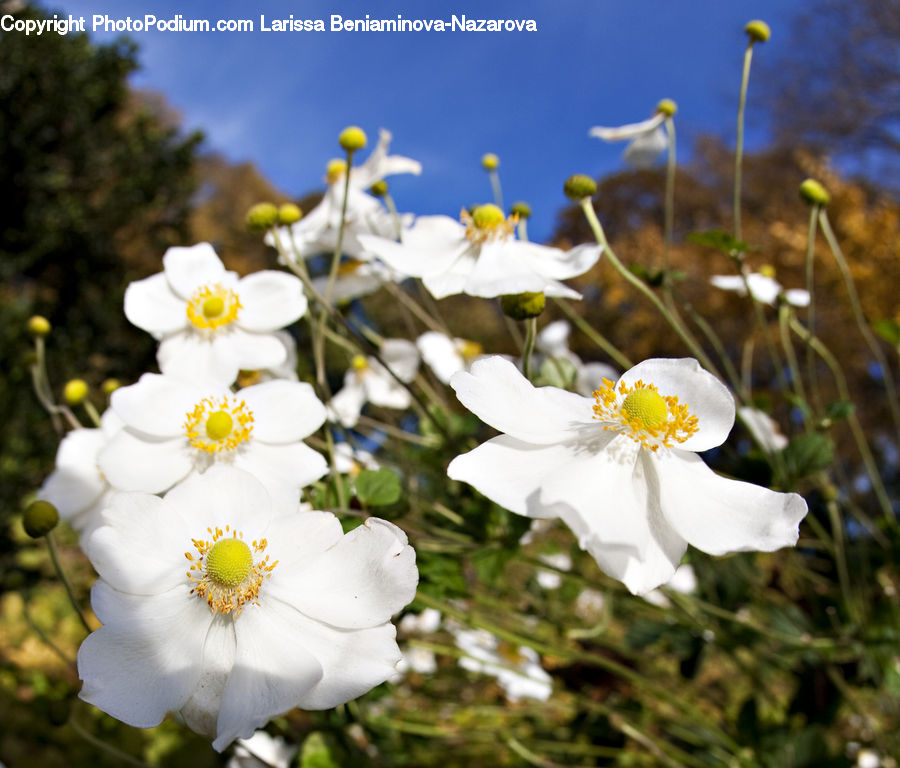 Blossom, Flora, Flower, Plant, Cosmos, Anemone, Daisies