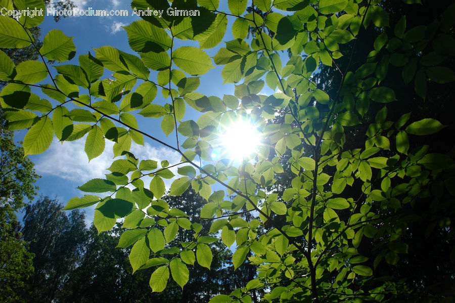 Flare, Light, Sunlight, Veins, Leaf, Plant, Blossom