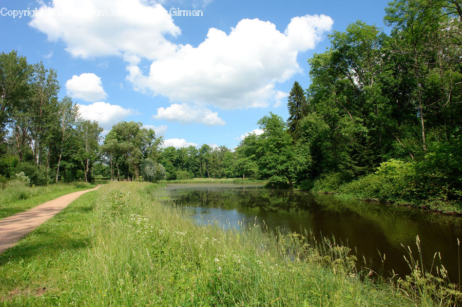 Plant, Tree, Field, Grass, Grassland, Land, Outdoors
