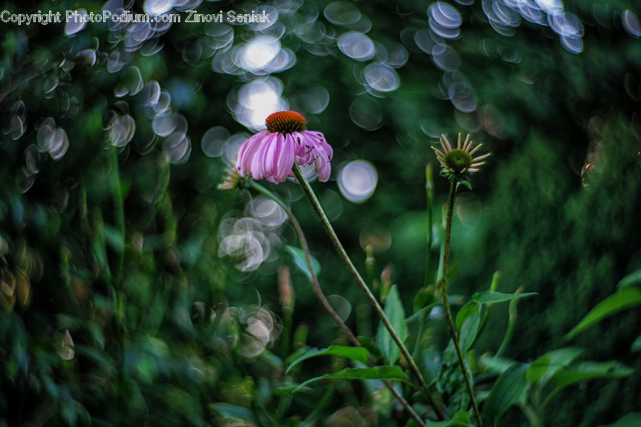 Blossom, Flora, Flower, Plant, Daisies, Daisy, Geranium