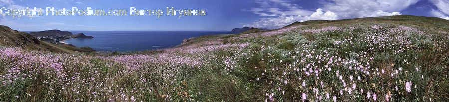 Bush, Plant, Vegetation, Coast, Outdoors, Sea, Water