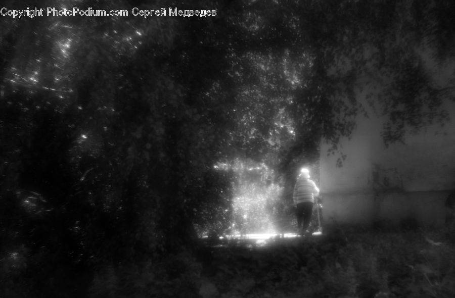 Night, Outdoors, Forest, Vegetation, Lighting, Plant, Tree