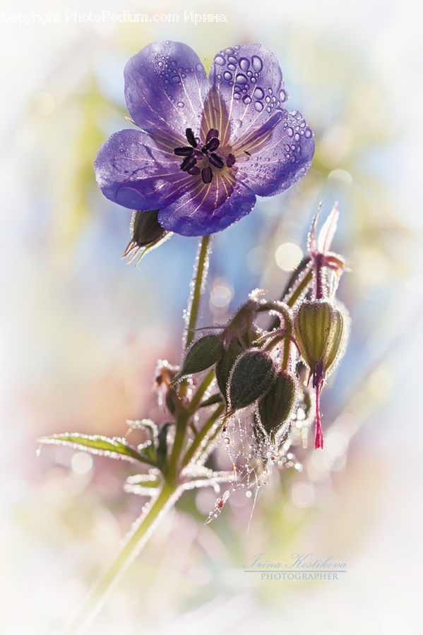 Blossom, Flora, Flower, Geranium, Plant, Violet, Aphid