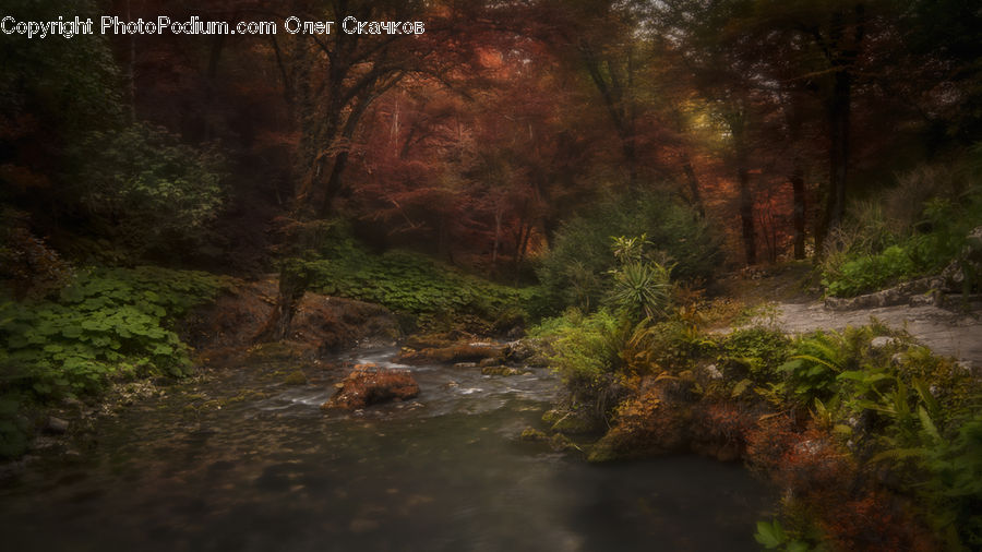 Creek, Outdoors, River, Water, Forest, Vegetation, Dirt Road