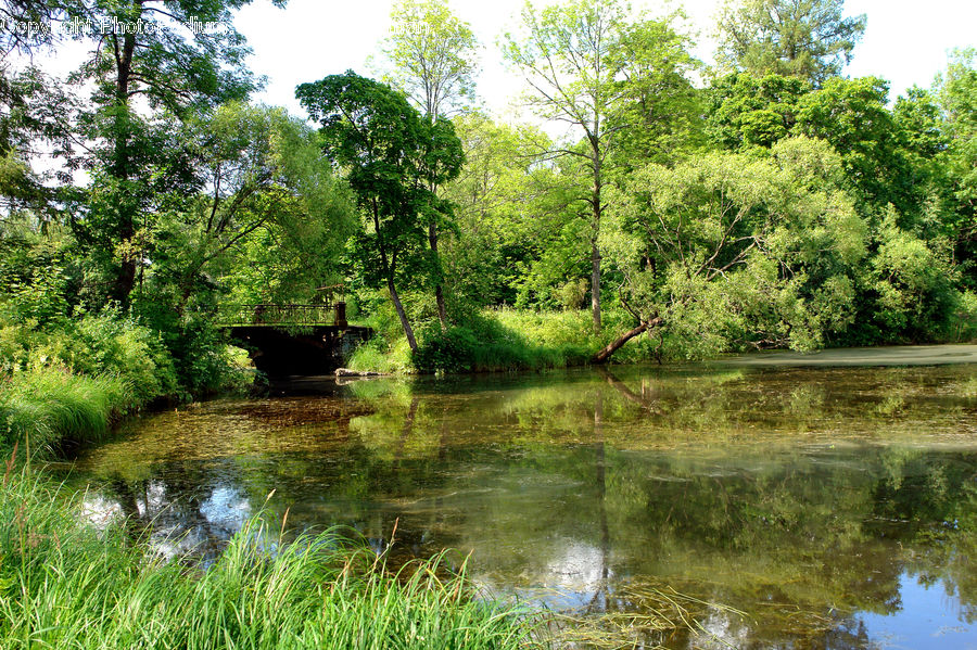 Outdoors, Pond, Water, Oak, Sycamore, Tree, Tree Trunk