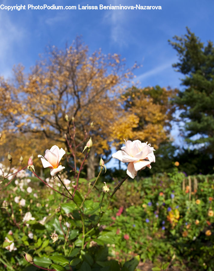 Blossom, Flora, Flower, Plant, Fiber, Flax, Conifer