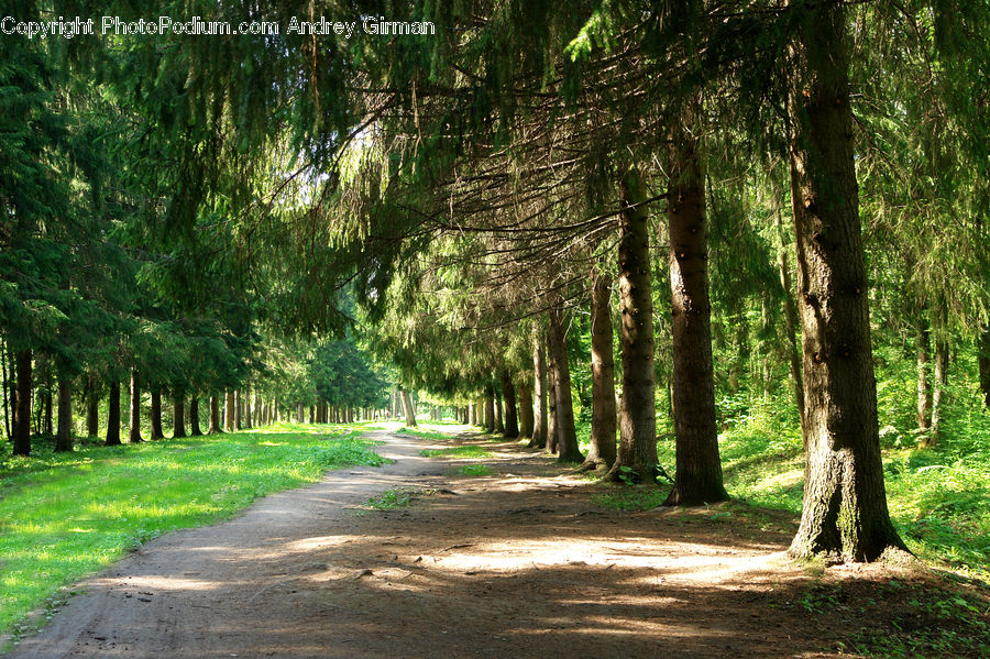 Dirt Road, Gravel, Road, Path, Walkway, Forest, Vegetation