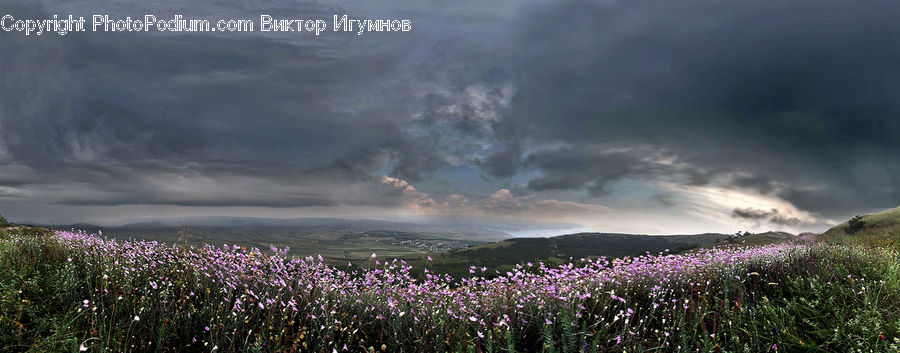 Blossom, Flora, Flower, Plant, Crocus, Vegetation, Field