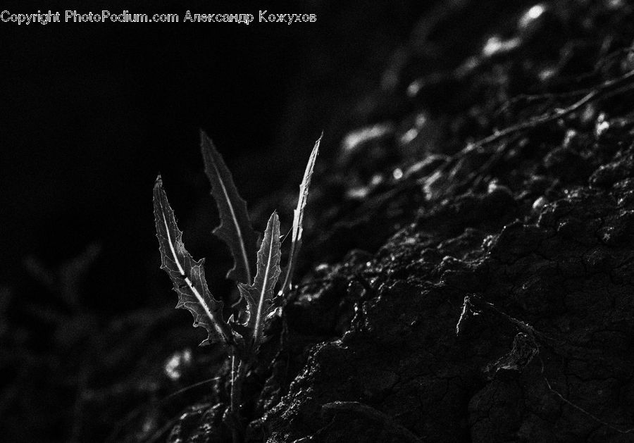Conifer, Fir, Plant, Tree, Blossom, Flora, Flower