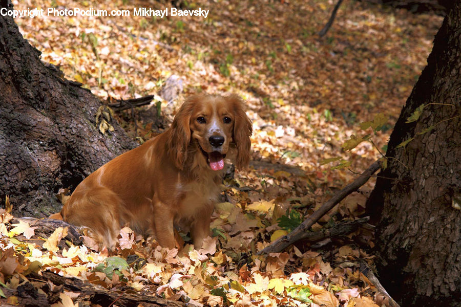 Animal, Canine, Cocker Spaniel, Dog, Mammal, Pet, Spaniel