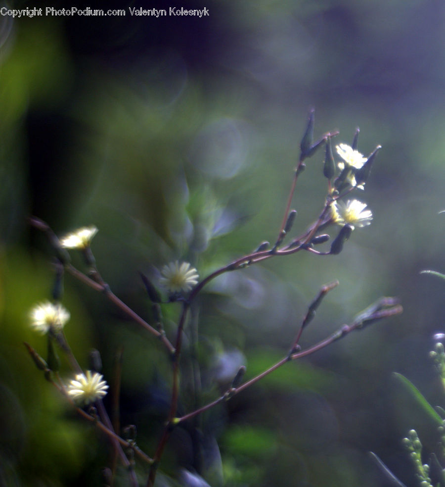 Blossom, Flora, Flower, Plant, Conifer, Fir, Tree