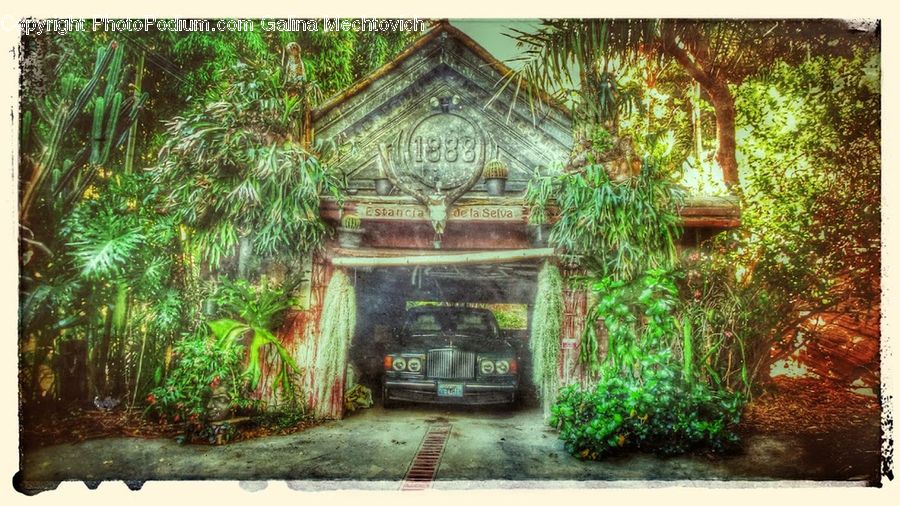 Conifer, Plant, Tree, Wood, Yew, Moss, Car