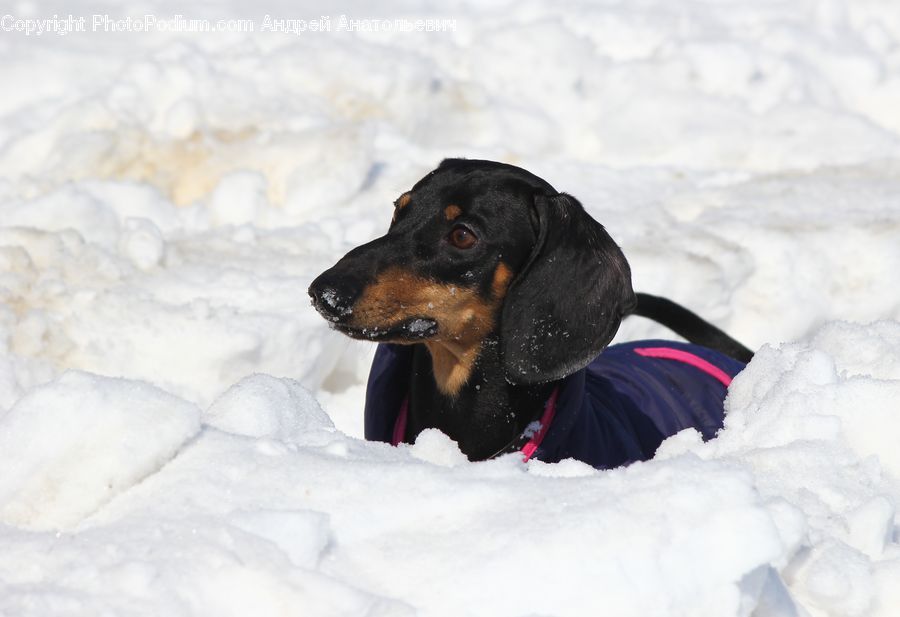 Animal, Beagle, Canine, Dog, Hound, Mammal, Pet