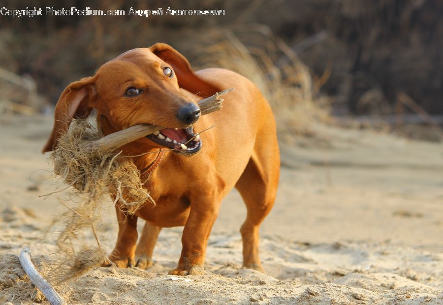 Animal, Beagle, Canine, Dog, Hound, Mammal, Pet