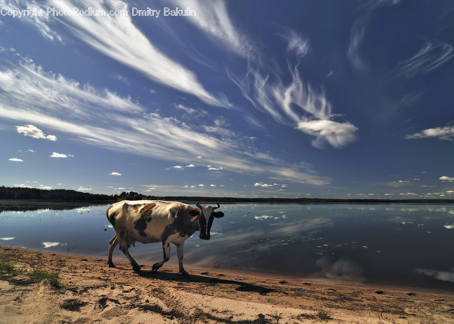 Animal, Cattle, Cow, Dairy Cow, Mammal, Angus, Bull