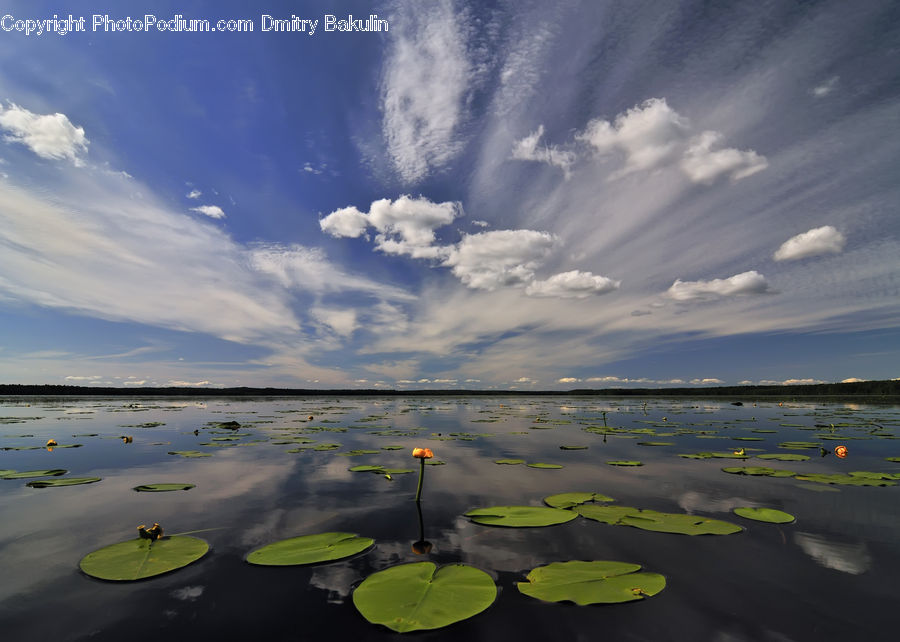 Cloud, Cumulus, Sky, Azure Sky, Outdoors, Flower, Lily