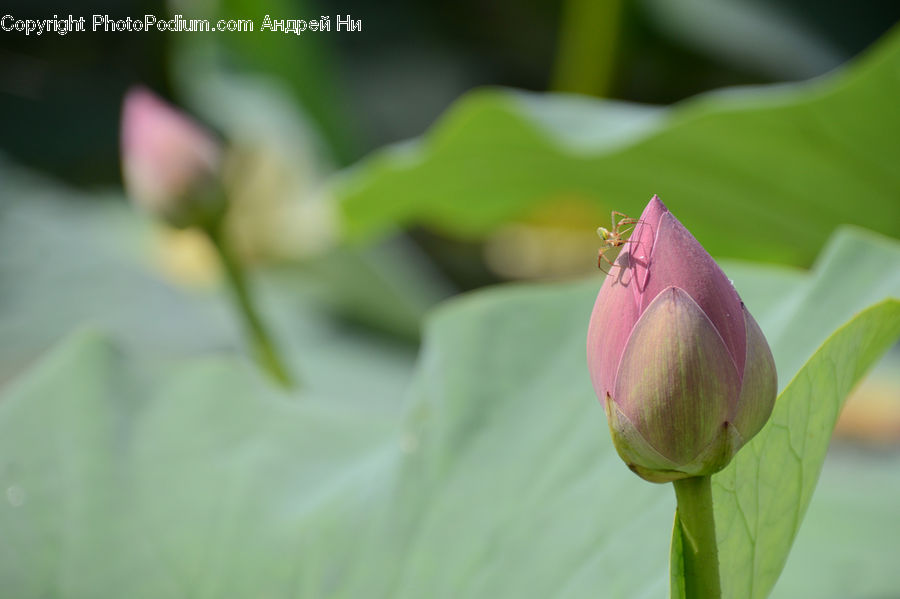 Bud, Plant, Blossom, Flora, Flower