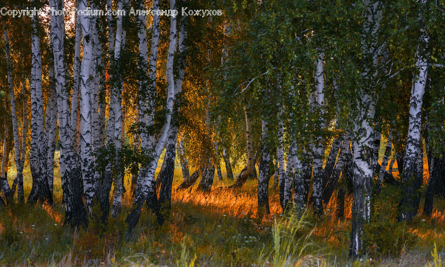 Birch, Tree, Wood, Conifer, Fir, Plant, Forest