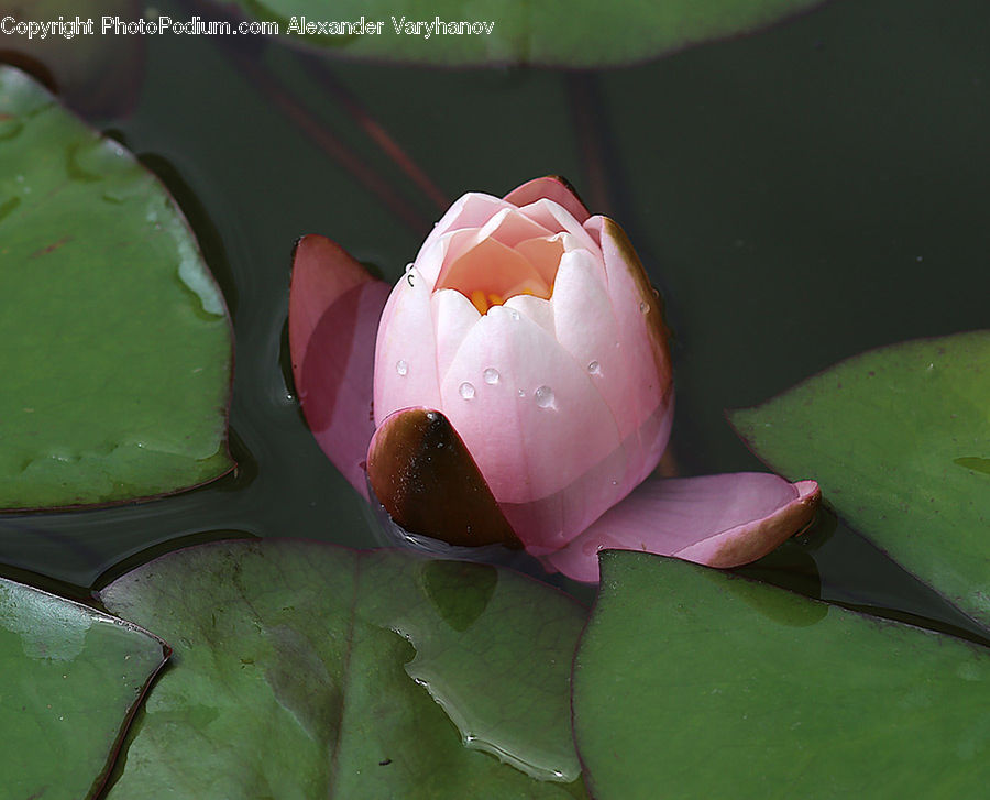 Flower, Lily, Plant, Pond Lily, Candy, Confectionery, Sweets