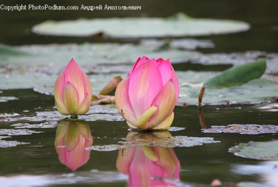 Flower, Lily, Plant, Pond Lily, Outdoors, Pond, Water