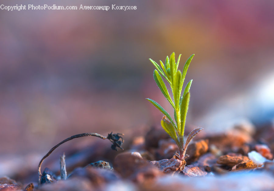 Conifer, Fir, Plant, Tree, Moss, Sprout, Field