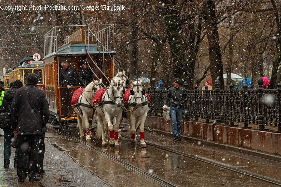 People, Person, Human, Animal, Horse, Mammal, Equestrian