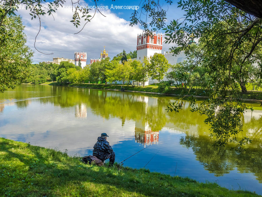 Plant, Tree, Landscape, Nature, Scenery, Park, Forest
