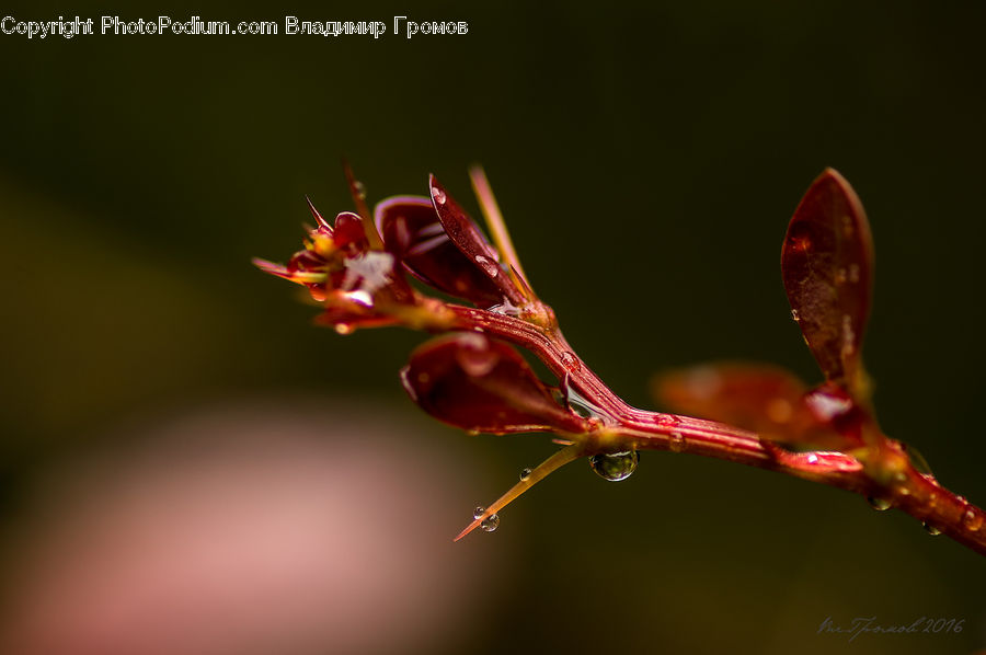 Blossom, Flora, Flower, Geranium, Plant, Anthurium, Petal