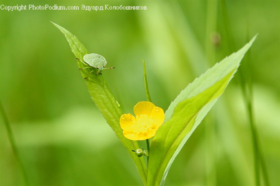 Field, Grass, Grassland, Plant, Fiber, Flax, Flora