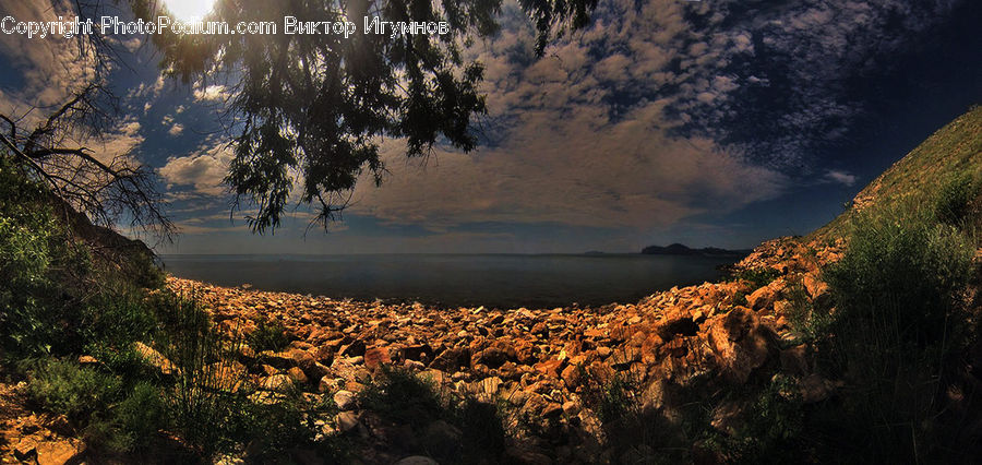 Plant, Tree, Bush, Vegetation, Rock, Coast, Outdoors