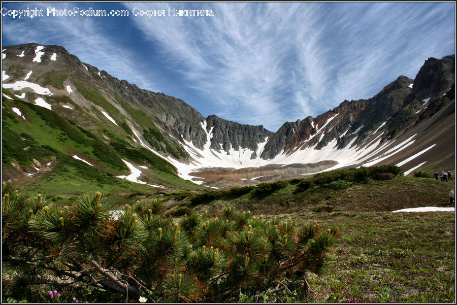 Conifer, Fir, Plant, Tree, Arctic, Glacier, Ice
