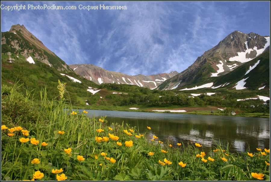 Blossom, Flora, Flower, Plant, Poppy, Arctic, Glacier