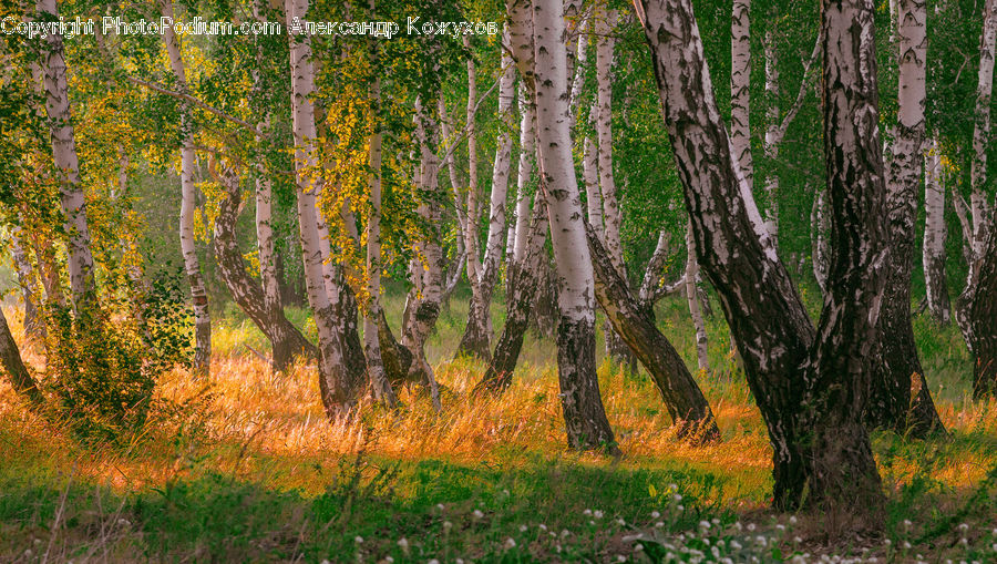 Birch, Tree, Wood, Forest, Vegetation, Grove, Land